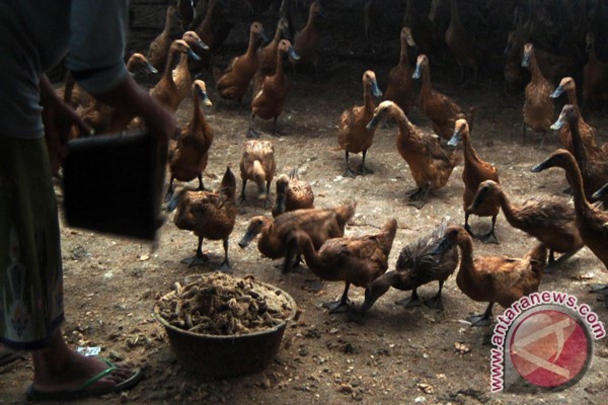 1.000 itik mati akibat flu burung 