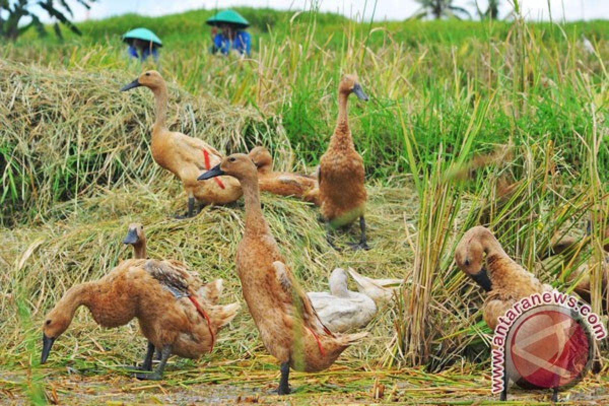 Itik turi di Bantul dapat pengakuan dari Mentan