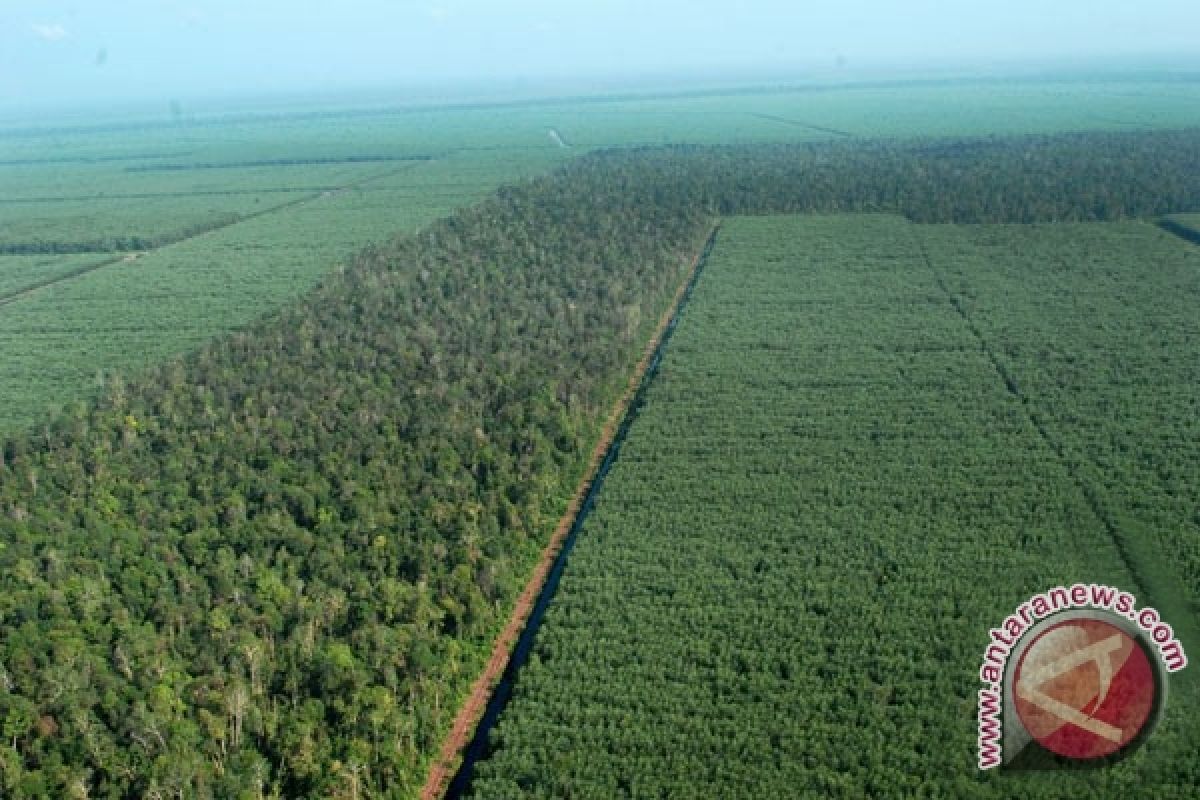 Penerimaan Dana Perimbangan Hutan Barito Utara Capai Rp10,6 Miliar