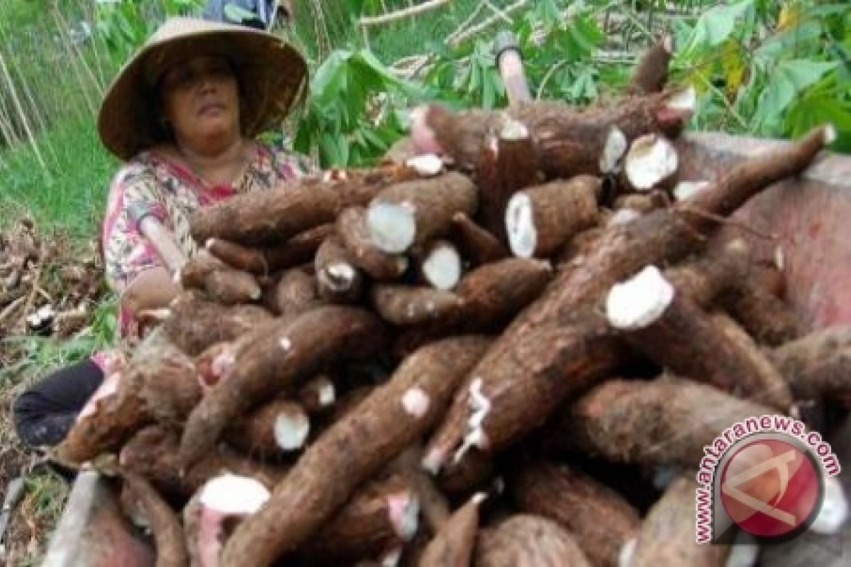 Pemkab Bangka Kembangkan Kebun Singkong di Masjid