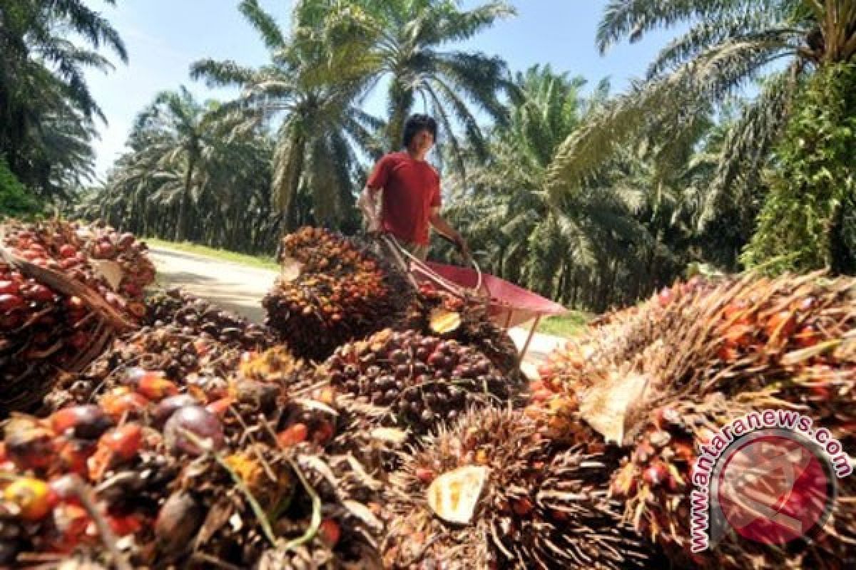 Volume CPO Riau capai  31.392,331 kg 