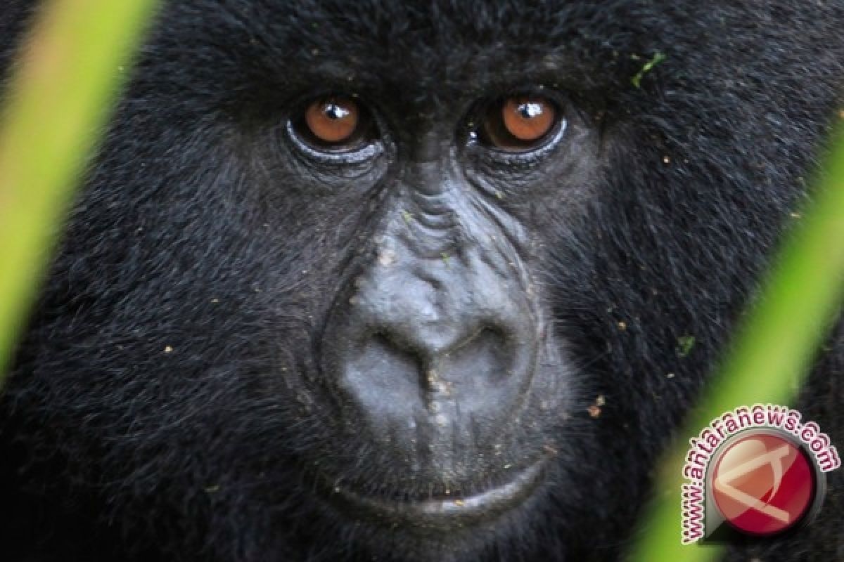 Gorilla Tertua Ini Rayakan Ultah Layaknya Manusia