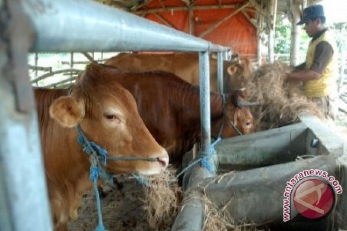 Peternakan Bangka Selatan gunakan Biogas kotoran sapi 