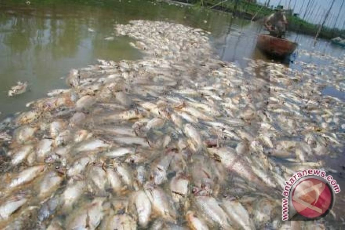 Ribuan ikan di Teluk Lampung mati