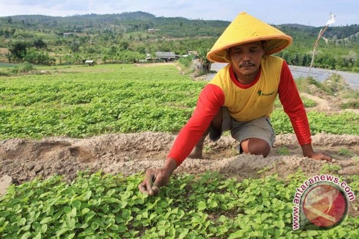 Petani sayuran di Rejanglebong mulai menggarap lahan