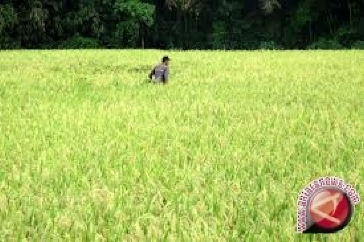 Sulteng Masuk 10 Besar Pengadaan Beras Nasional