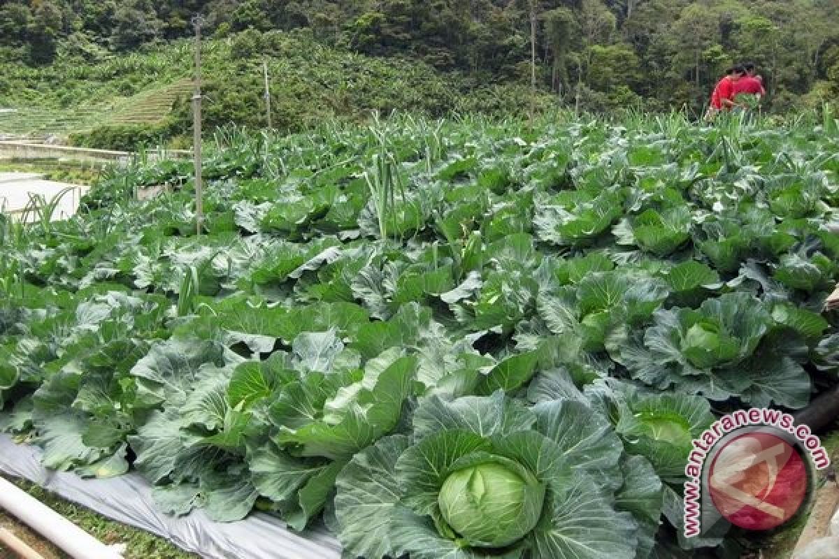 Harga sayuran di Rejanglebong bergerak naik