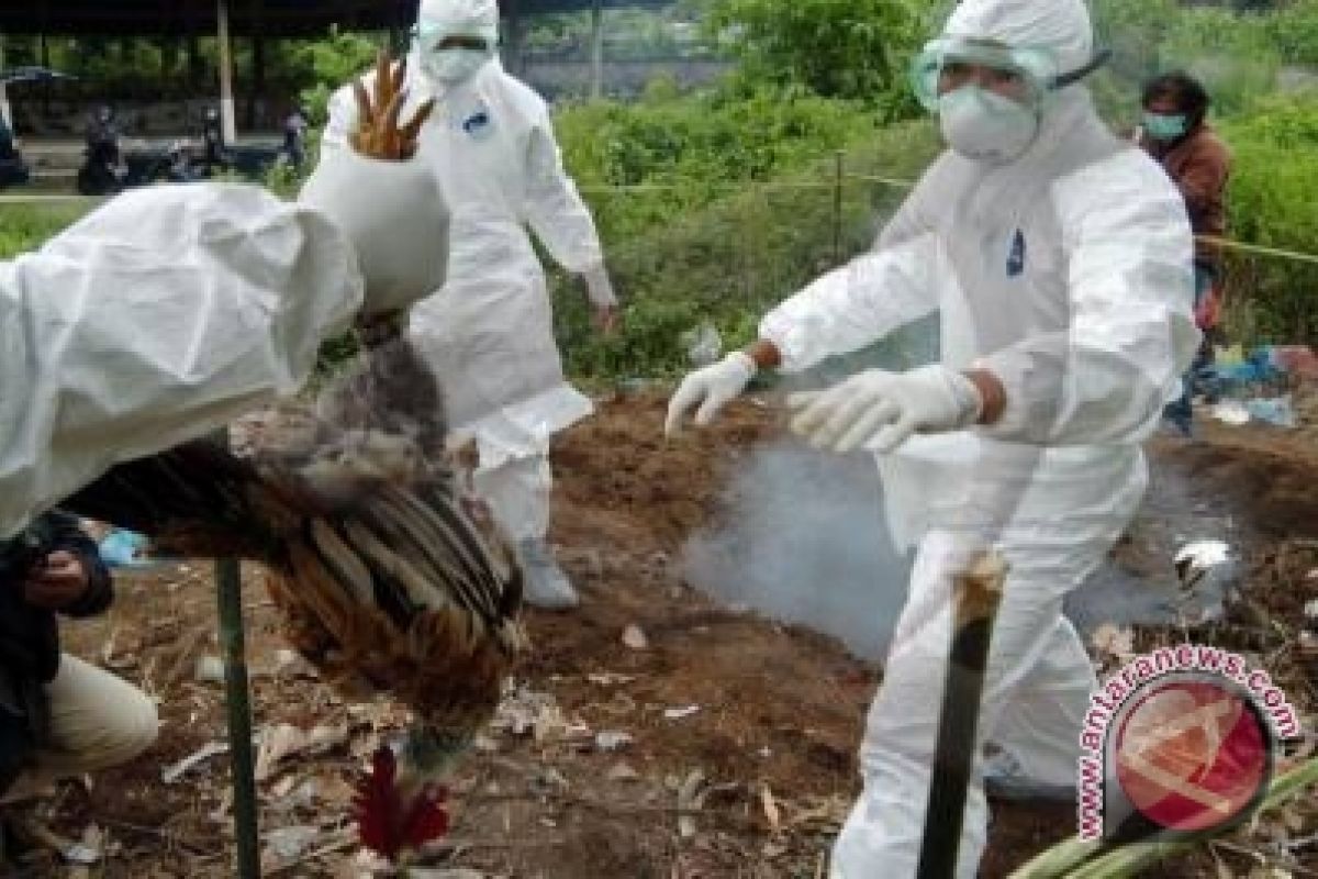 Central Bangka to anticipate the outbreak of the new strain of the avian flu virus