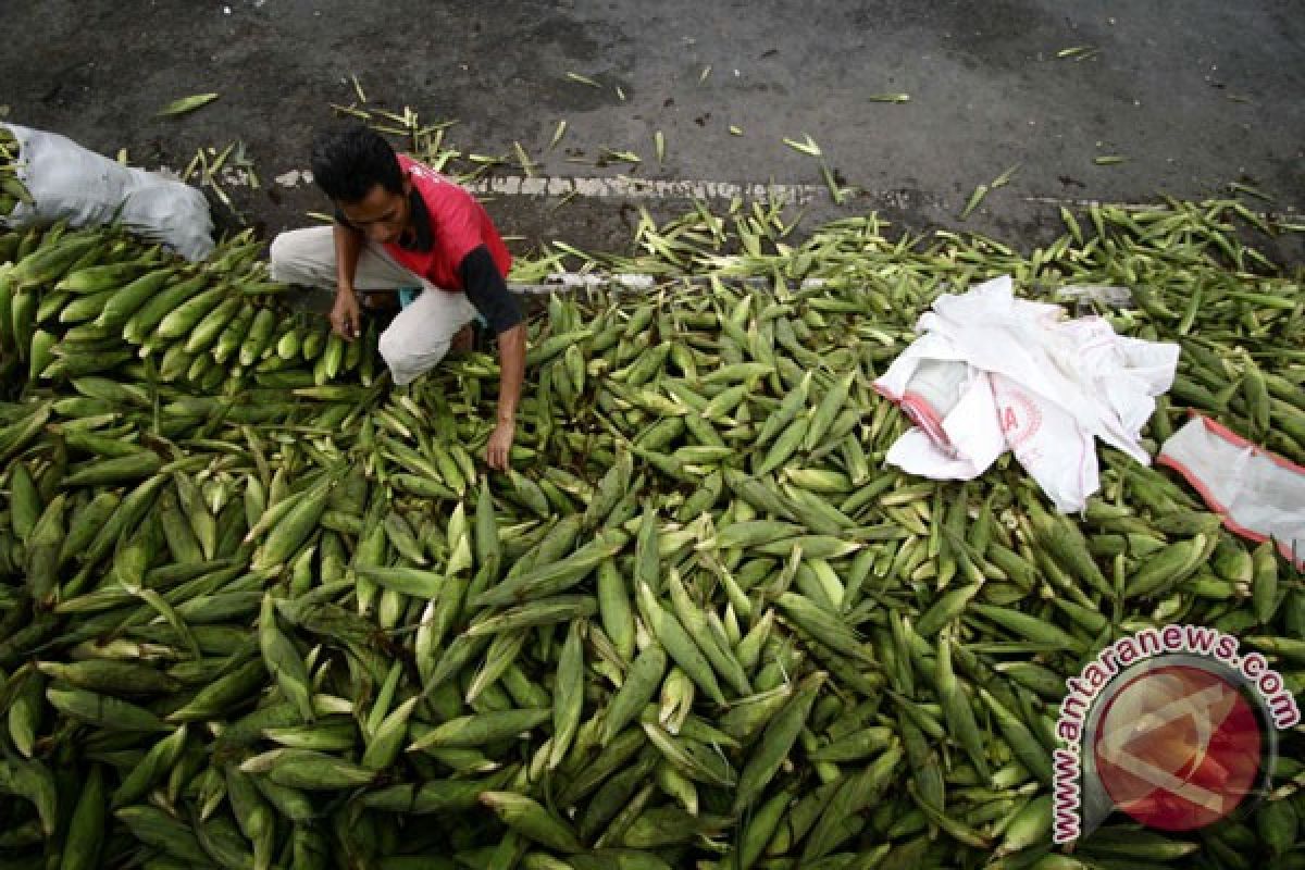 Penjual jagung di Garut diserbu pembeli