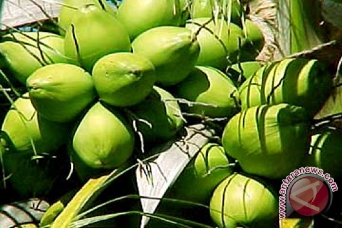 Harga kelapa dalam Seruyan anjlok, petani merasa kesulitan