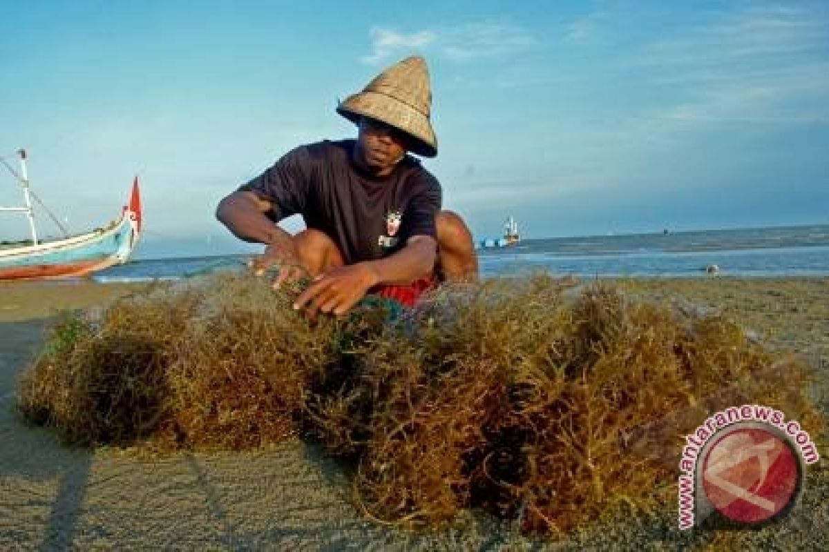 Melesatkan Rumput Laut Nusantara ke Tingkat Global