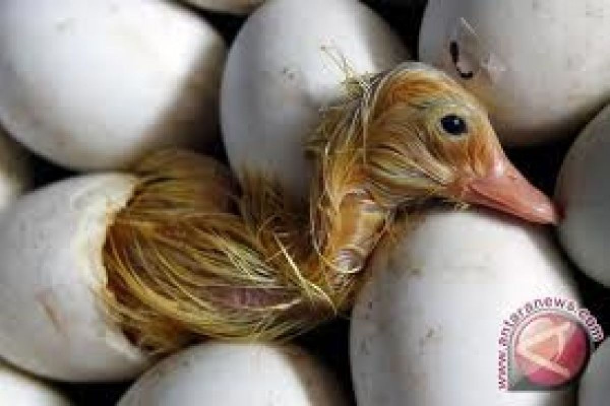 Itik di Pekalongan Terinfeksi Flu Burung