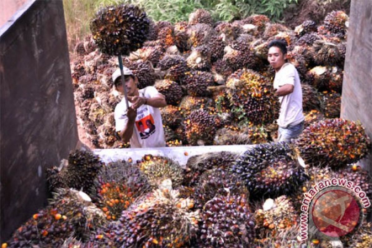 Kelapa Sawit 