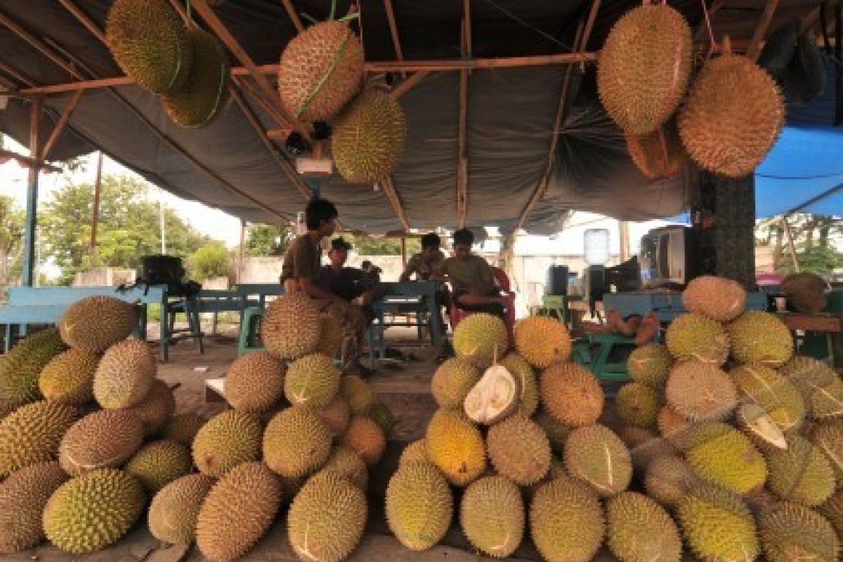 Petani Leuwidamar Kembangkan Durian Otong dan Matahari