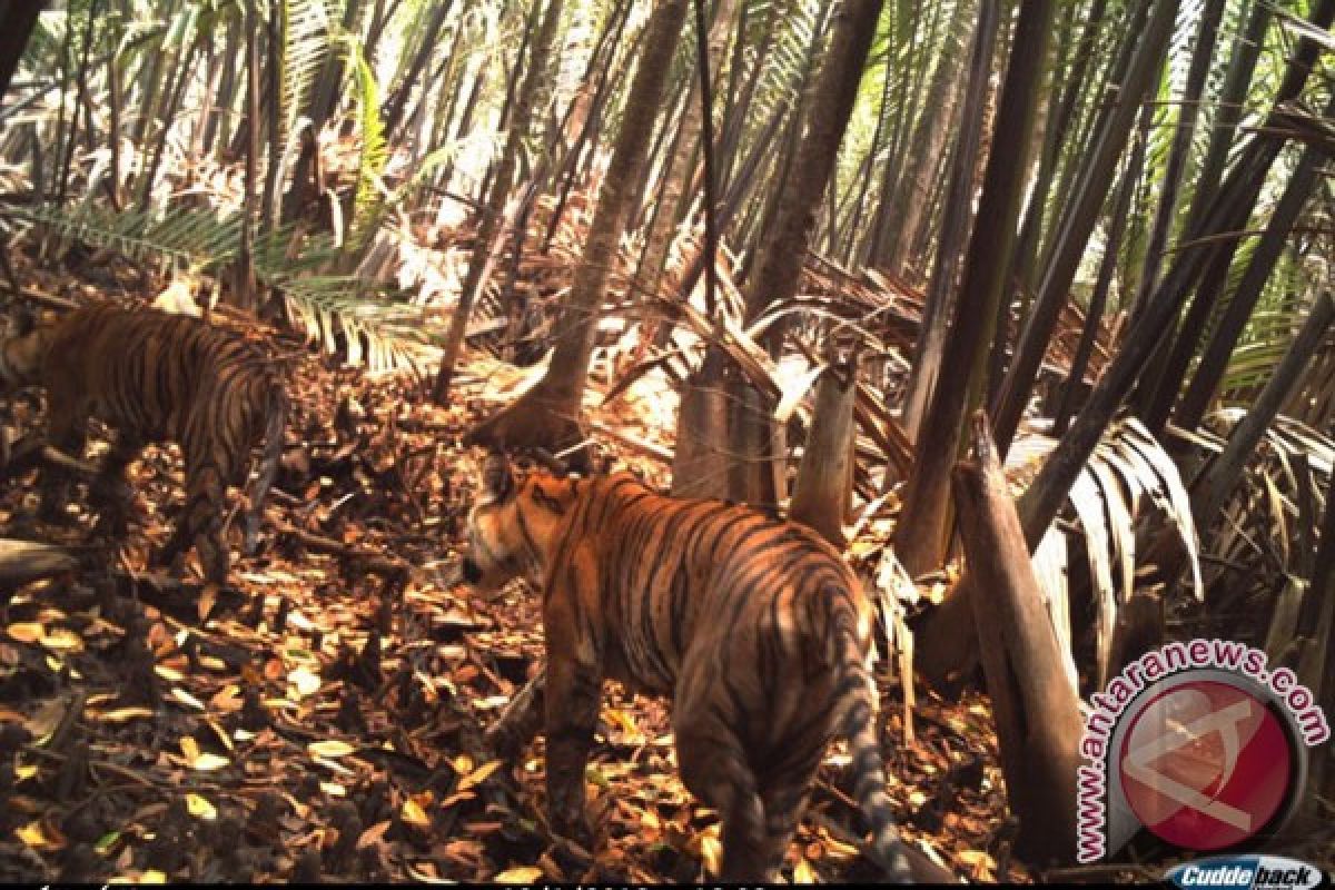 Harimau Sumatera di TN Sembilang 