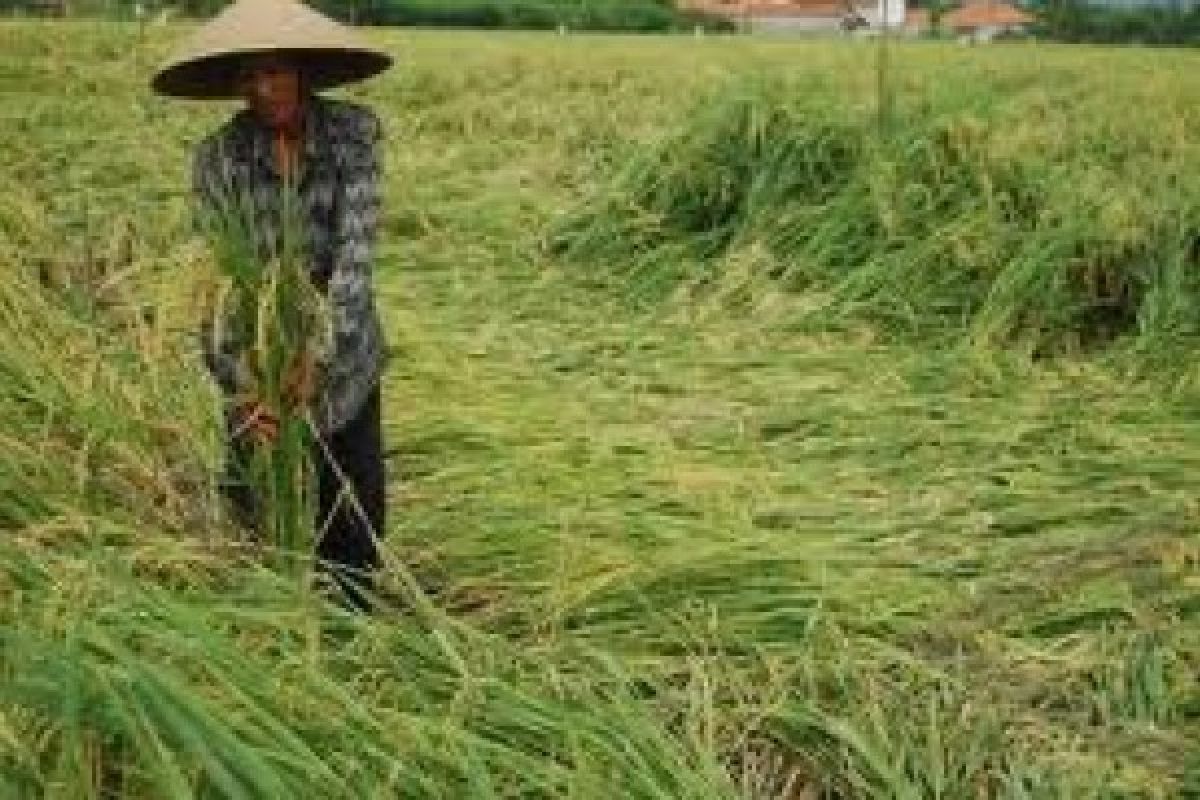 99 Hektare Tanaman Padi Roboh Diterjang Angin Kencang