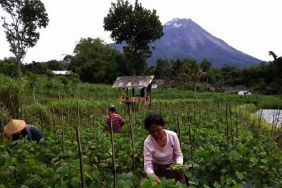 Perempuan Tani Merapi Tangguh Mengurus Buncis Ekspor