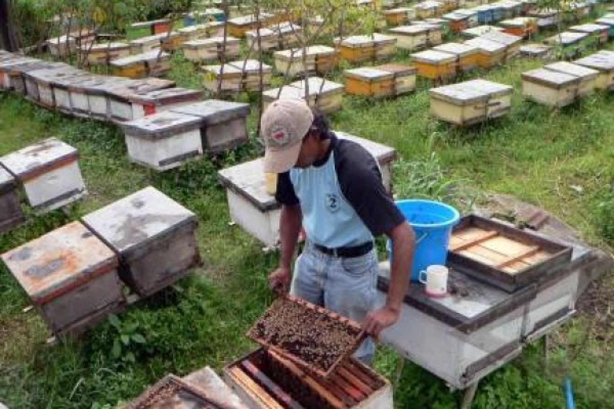 Menggembala Lebah Mengais Madu