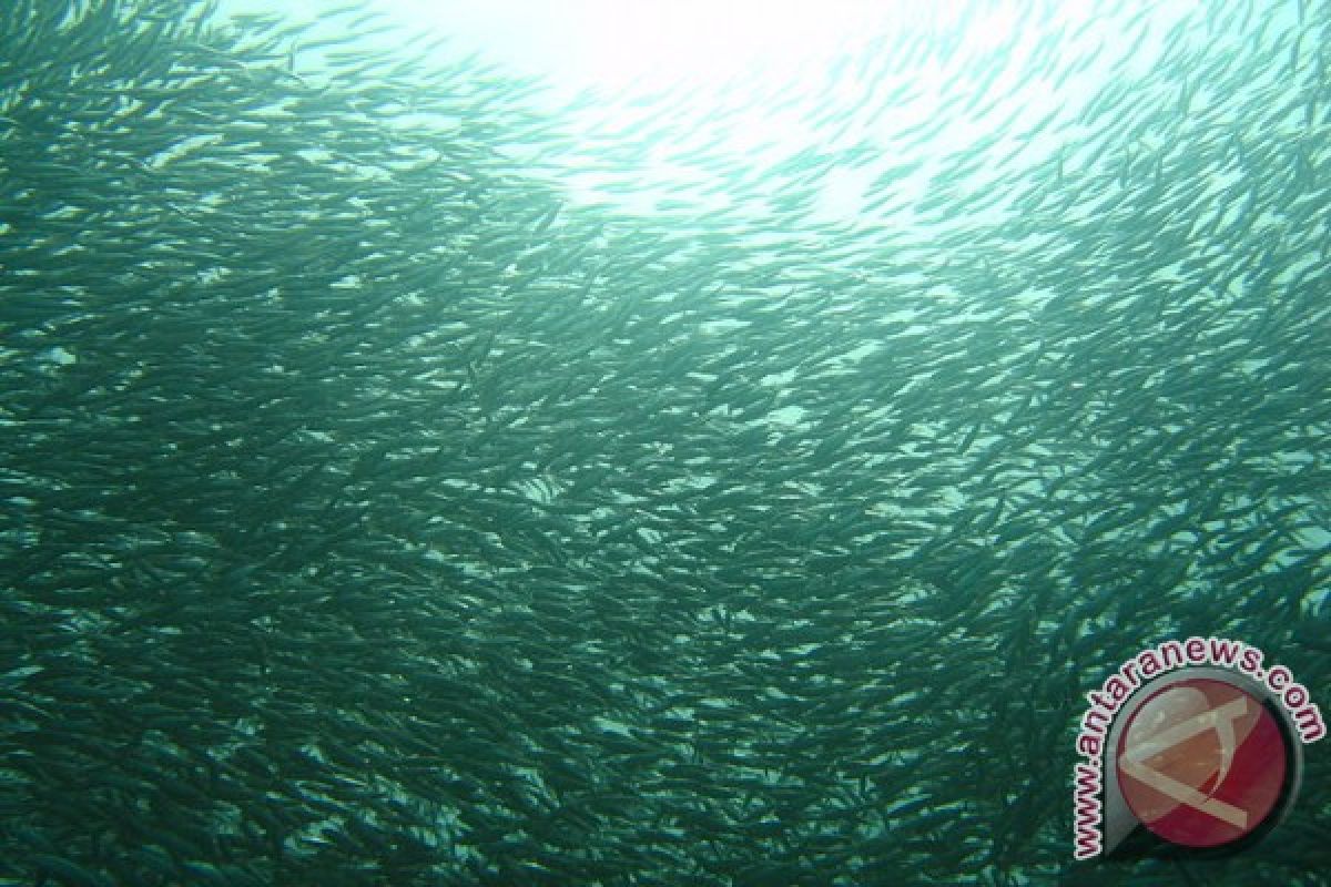 Atraksi ikan sarden di Jepang