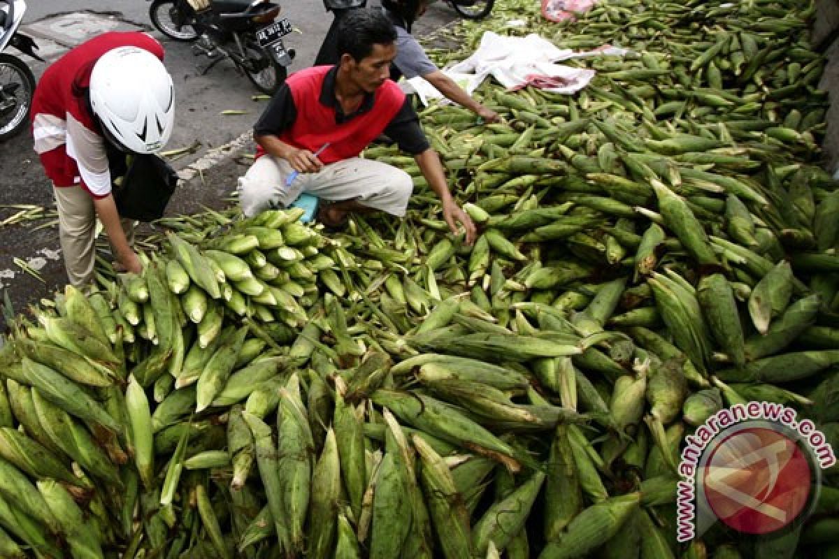 Pedagang jagung muda mulai bermunculan