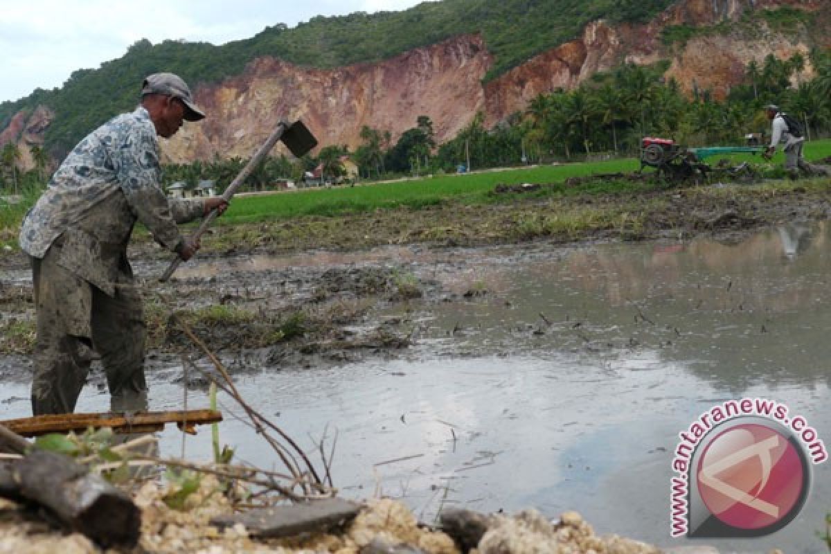 60 ribu hektare rawa Kalsel belum tergarap