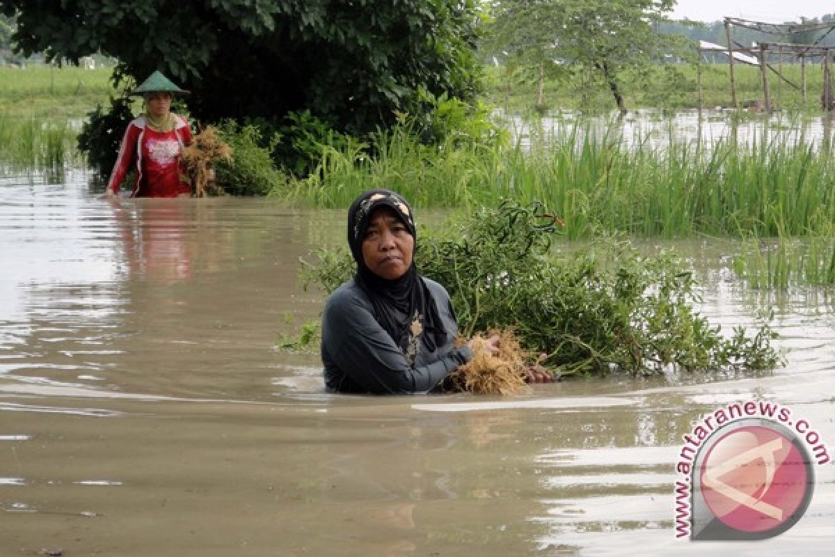 Ketinggian air Bengawan Solo hilir meningkat tajam