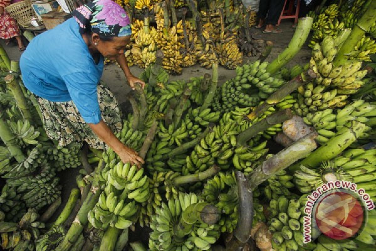 Mahasiswa manfaatkan kulit pisang untuk membuat tisu