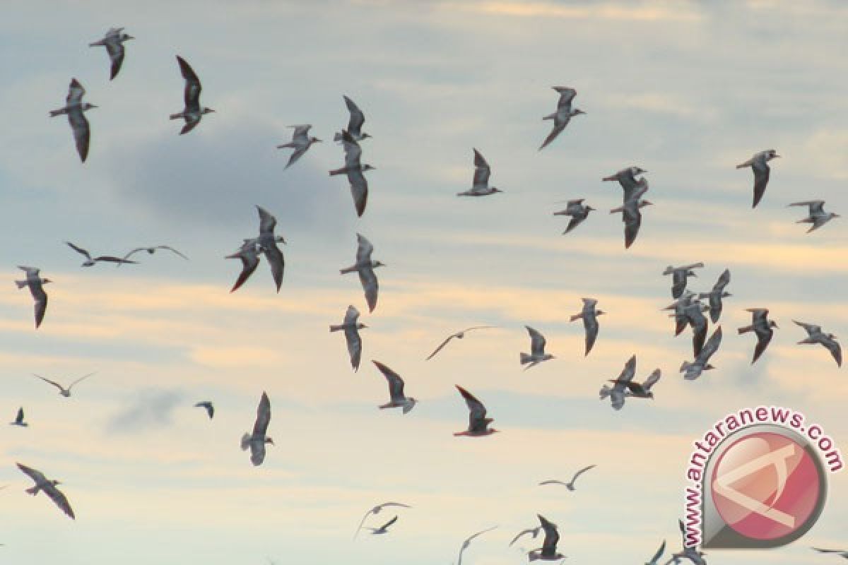 Bengkulu jadi jalur migrasi 12 jenis burung air