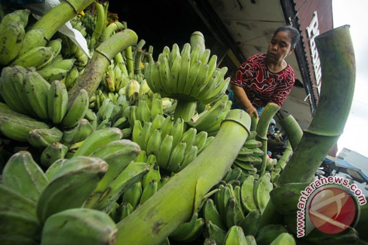 Lebak kembangkan tanaman pisang