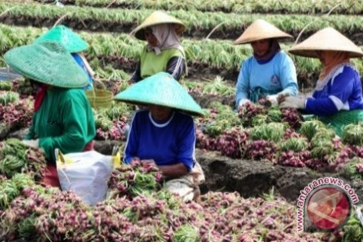 Harga Bawang Kotabaru Rp65.000/kg 