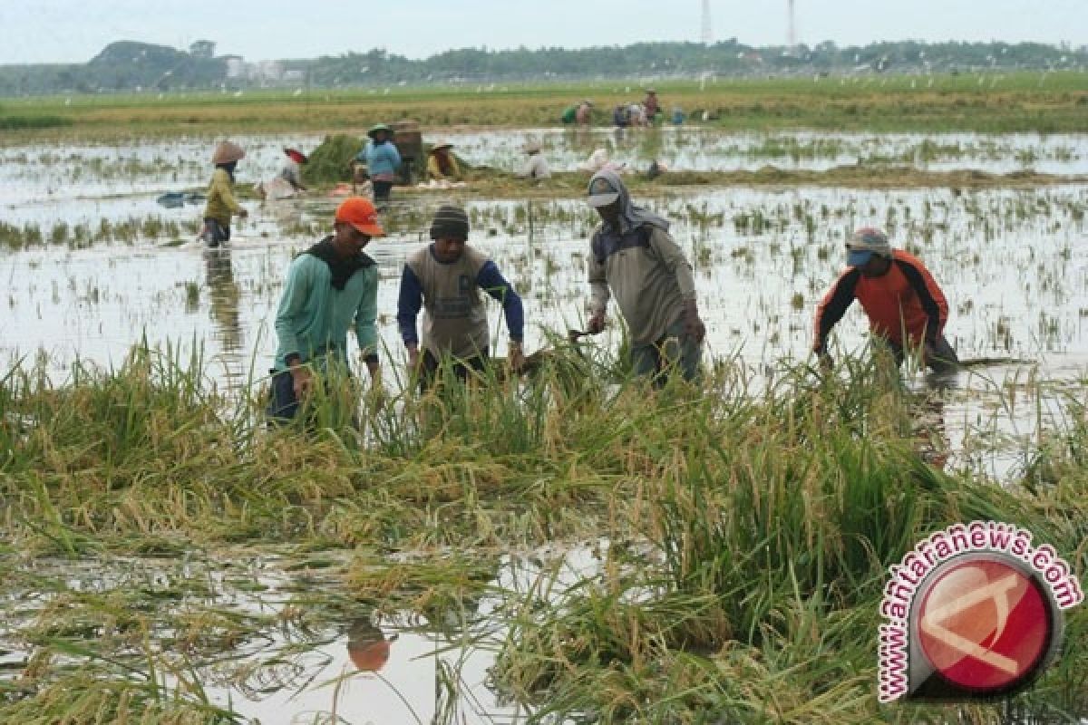 Ribuan hektare tanaman padi tergenang air