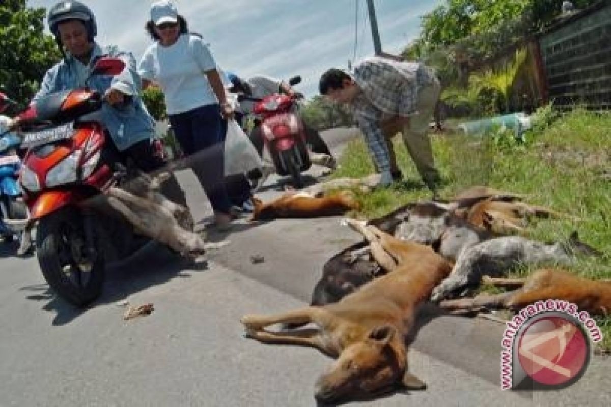 Pangkalpinang eliminasi 275 anjing liar 