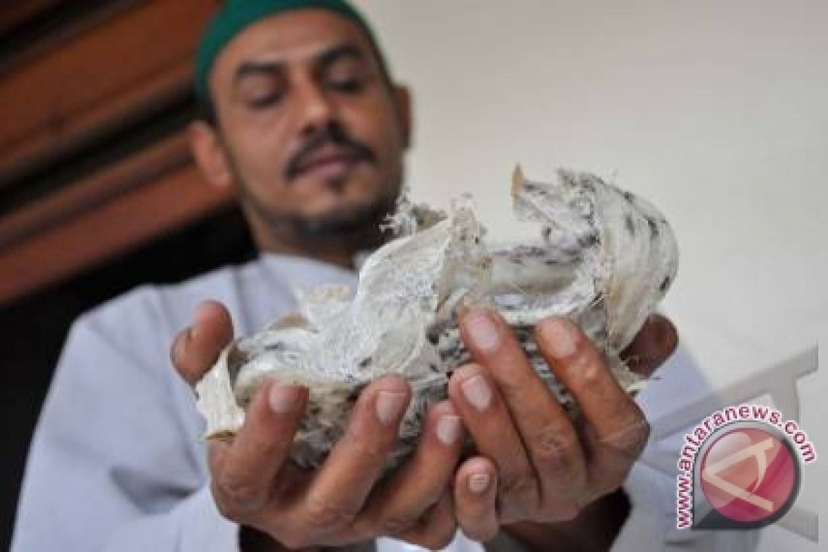 Legislator Minta Usaha Sarang Burung Walet Ditertibkan