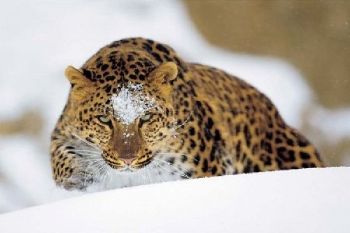 Scientists say leopard population in Russia hasn`t declined