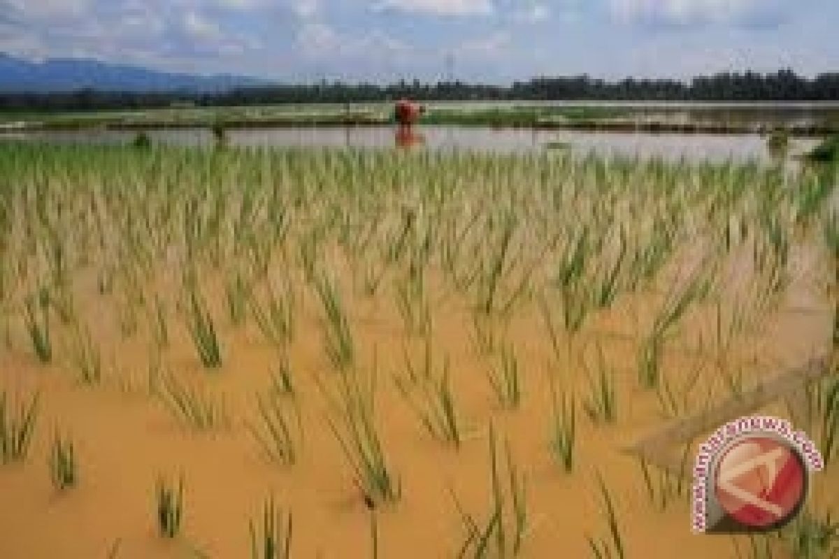 KTNA : banjir ancam pasokan pangan dalam negeri
