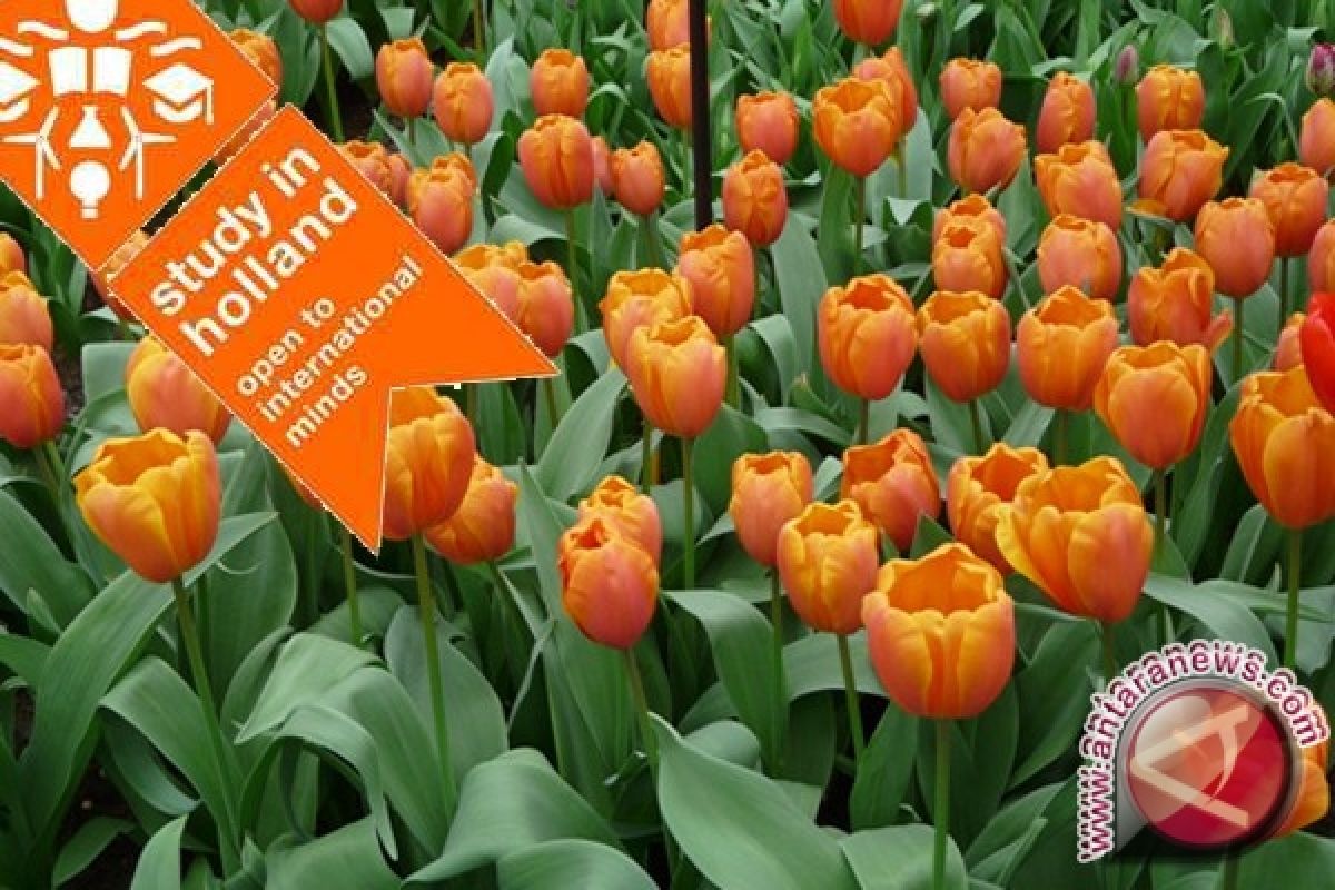  Orange Tulip tawarkan beasiswa ke Belanda
