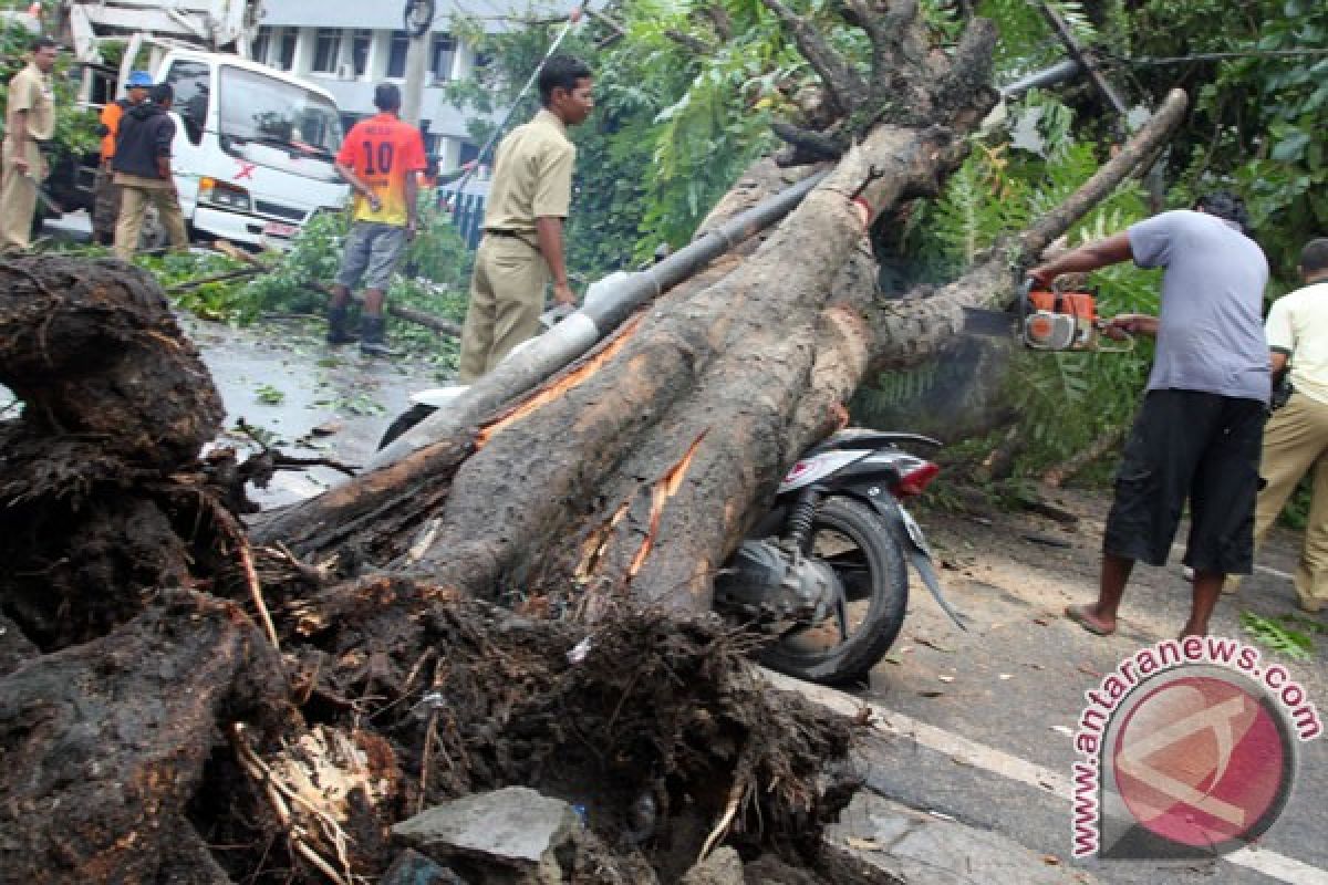 Pohon-pohon tumbang di Cianjur, dua orang terluka