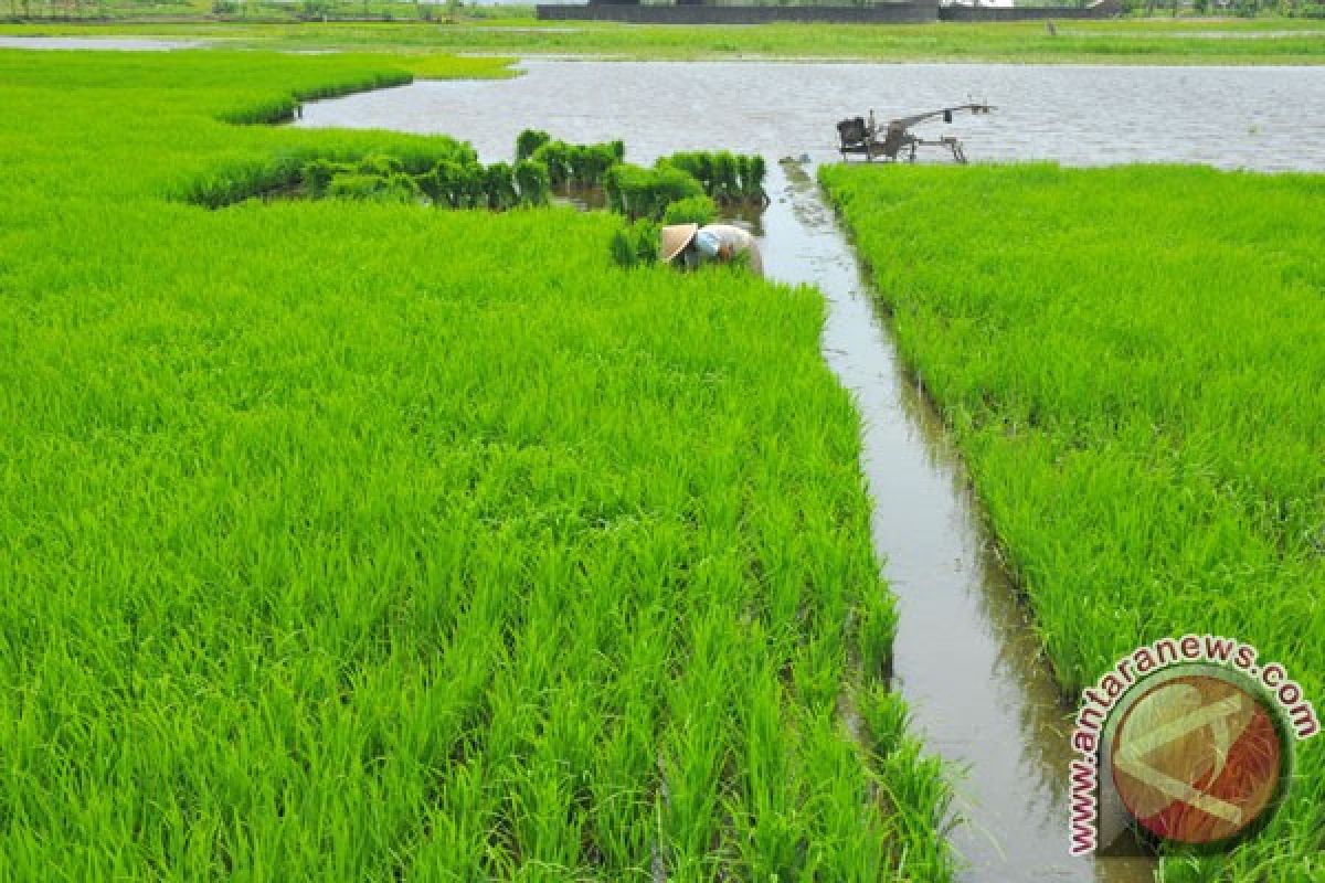 BRIN: Alih fungsi sawah ke tambak di pesisir merupakan keniscayaan