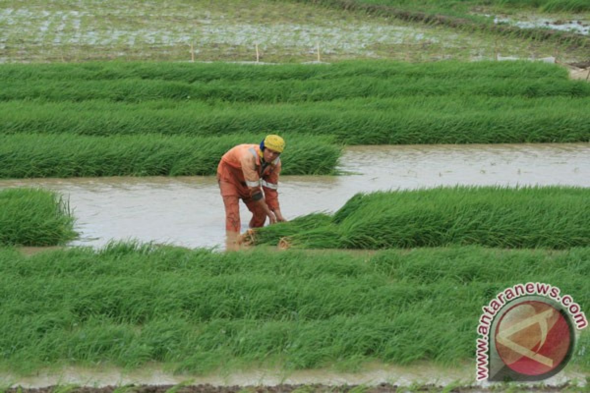 Kementan siapkan 13.400 ton benih antisipasi bencana