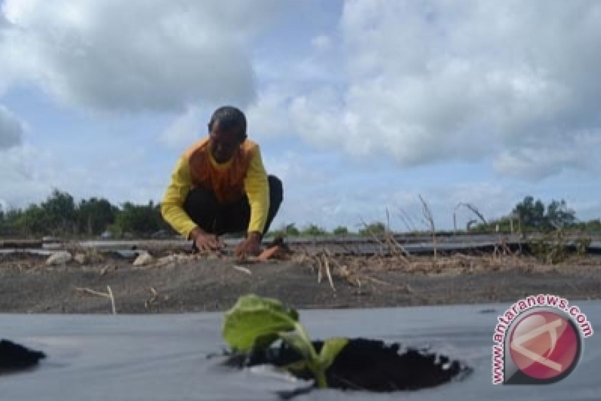 Dispertan Kulon Progo: petani terapkan pola komoditas