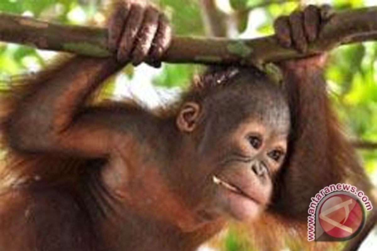 Orangutan Dievakuasi Dari Rumah Warga