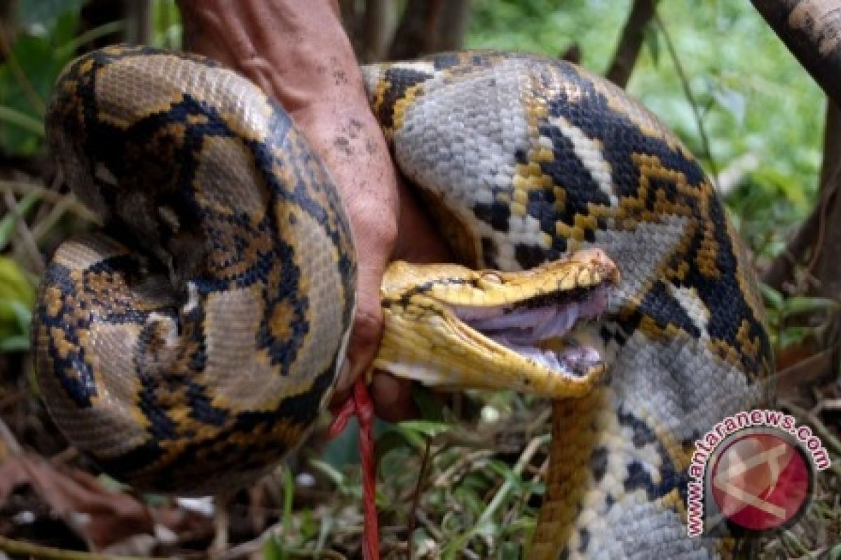 Ratusan ular Bengkulu tertangkap di Sumsel 