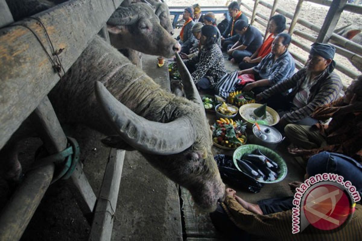 Infeksi mulut-telinga, "Kiai Joko", salah satu kebo bule Keraton Surakarta mati