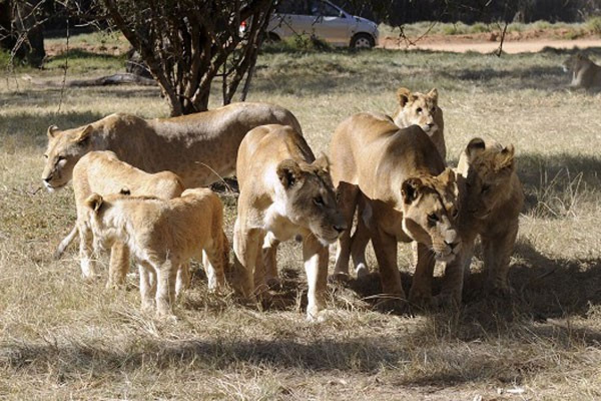 Zambia akhirnya larang perburuan singa