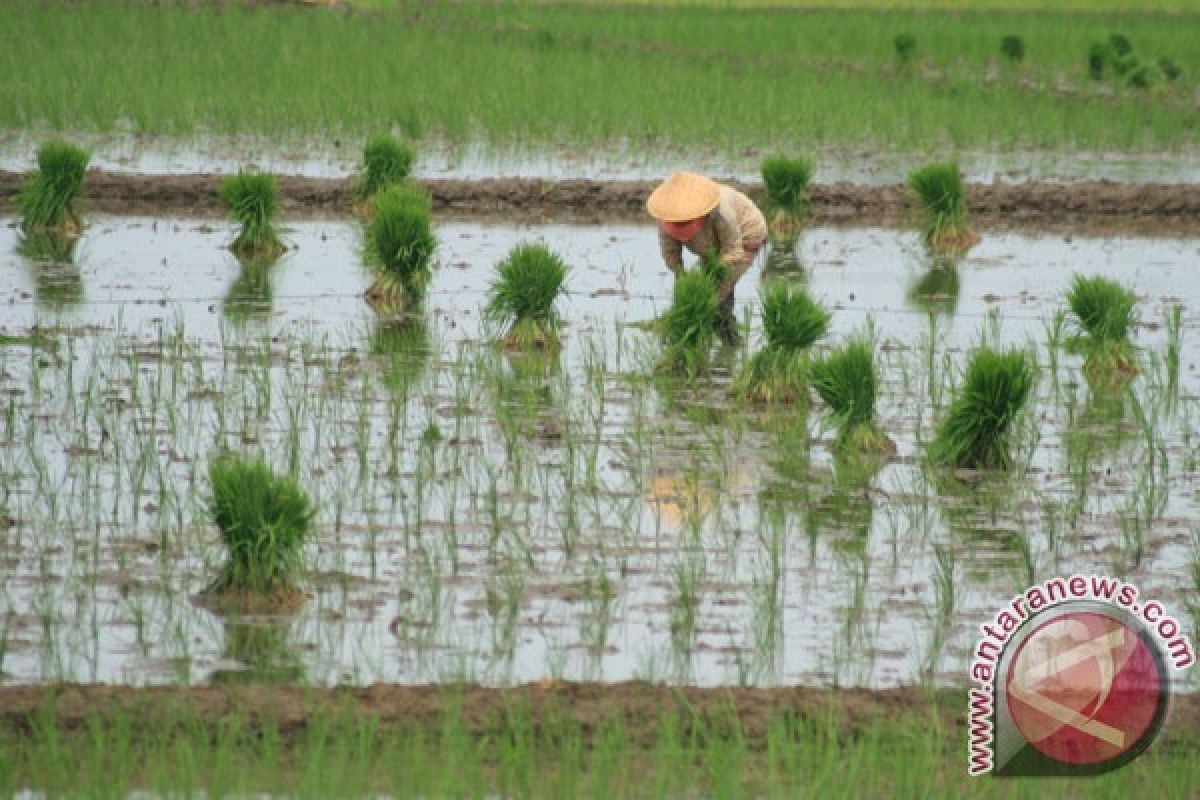 Sulbar habiskan Rp15,8 miliar bangun bendungan