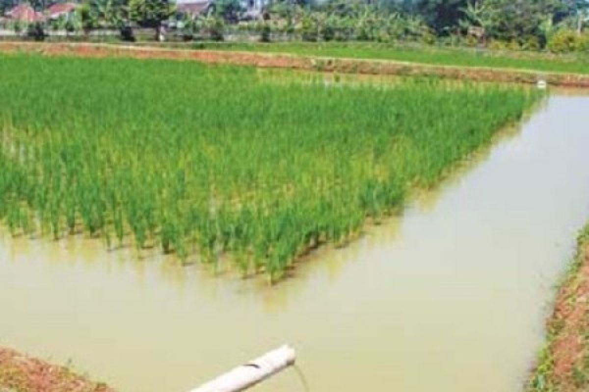 Agam Develops 55 Hectares of Mina Paddy 