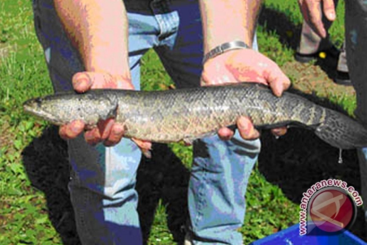 Produksi ikan gabus tertinggi di Palangka Raya
