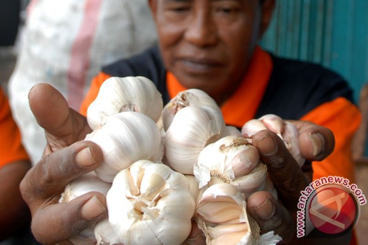 Garlic price decreases in Central Java