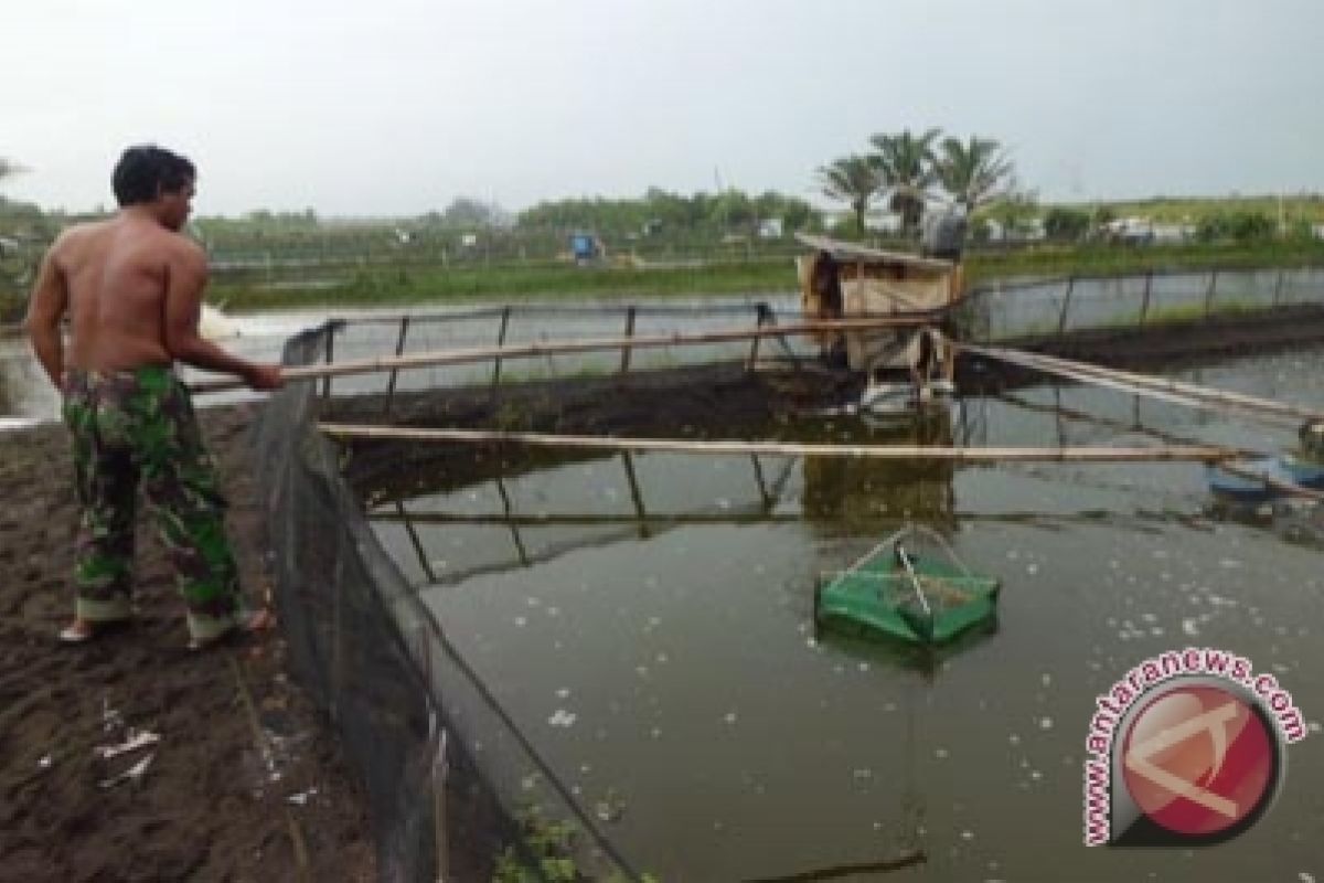 DKP: sebagian tambak udang Bantul terserang penyakit