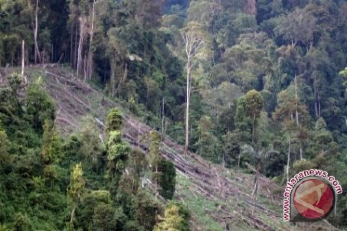 Japesda: Perkebunan Sawit Bisa Menambah Lahan Kritis 